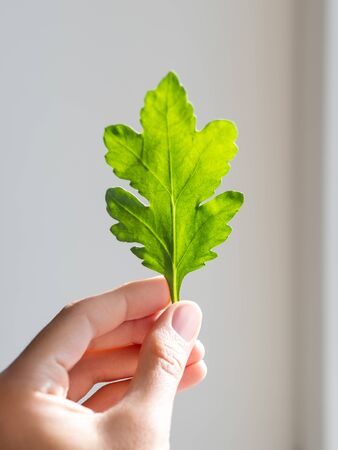 Hand with chrysanthemum green leaf.  Woman is holding freshly picked plant on grey shadowed background.の写真素材