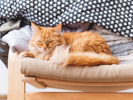 Cute ginger cat is lying on beige chair. Pile of crumpled clothes behind fluffy pet.の写真素材