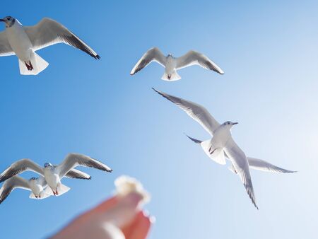 Seagull is trying to snatch a piece of bread from the woman's hand. Feeding birds. Bright blue sky on background.の写真素材