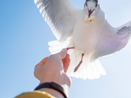 Seagull snatched a piece of bread from the woman's hand. Feeding birds. Bright blue sky on background.の写真素材