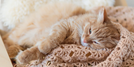 Cute ginger cat sleeping on pile of clothes. Fluffy pet mimics the color of textile.