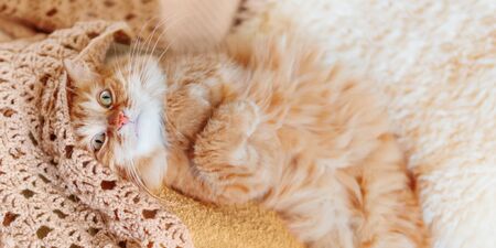 Cute ginger cat sleeping on pile of clothes. Fluffy pet mimics the color of textile.の写真素材