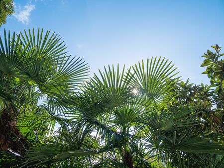 Sun shines on palm trees leaves. Tropical trees with fresh green foliage.の写真素材