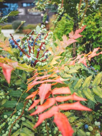 Mahonia aquifolium or Oregon grape. Blue berries with bright green and red leaves.の写真素材