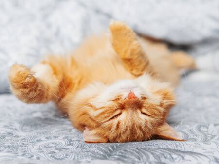 Cute ginger cat sleeps belly up. Fluffy pet has a nap in bed. Cozy morning bedtime.の写真素材