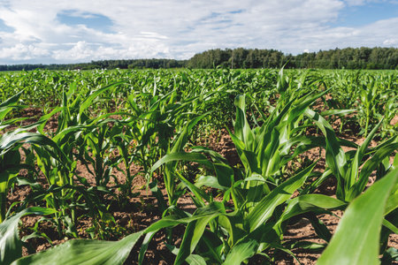 Agricultural field entirely sown with corn. Young corn seedlings in a field on a sunny summer day.