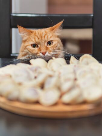 Cute ginger cat sitting on chair near table with freshly cooked pelmeni. Fluffy pet wants to eat traditional Russian dish - minced meat in a dough. Funny animal with asking look.の写真素材