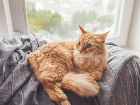 Cute ginger cat lying on blanket. Fluffy pet on window sill. It's raining outside. Domestic animal at cozy home.の写真素材