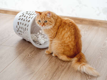 Cute ginger cat overturned wastebasket. Curious fluffy pet with guilty look sits near trash can. Funny and playful domestic animal.の写真素材