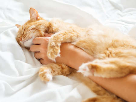 Cute ginger cat sleeps on woman's hand. Fluffy pet on unmade bed. Fuzzy domestic animal with owner in cozy home. Cat lover.の写真素材