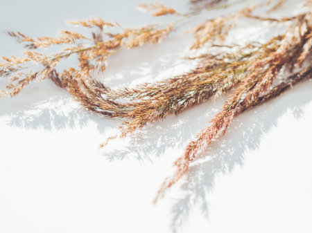 Dried grass. Still life. Decorative autumn plants on white background. Cozy home. Hand made natural...
