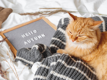 Cute ginger cat and letter board with season greeting HELLO AUTUMN. Crumpled textile background with...