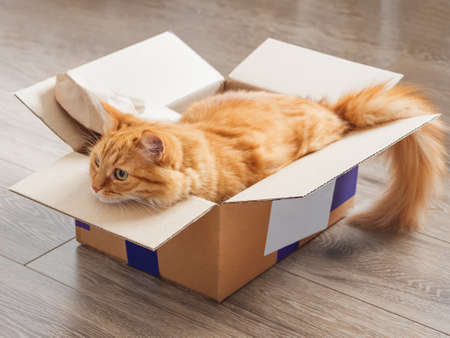 Cute ginger cat lies in carton box on wooden background. Fluffy pet relaxing in box. Fuzzy domestic animal. Cozy home.の写真素材