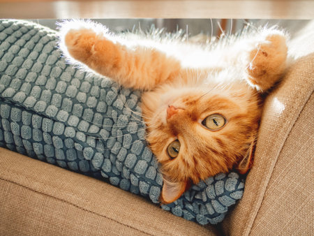 Cute ginger cat lying on pillow. Fluffy pet is staring curiously. Cozy home lit with sun.