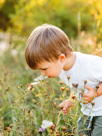 Cute little boy is sniffing flowers on field. Outdoor leisure activity for toddler. Autumn season. Orange sunset light.の写真素材