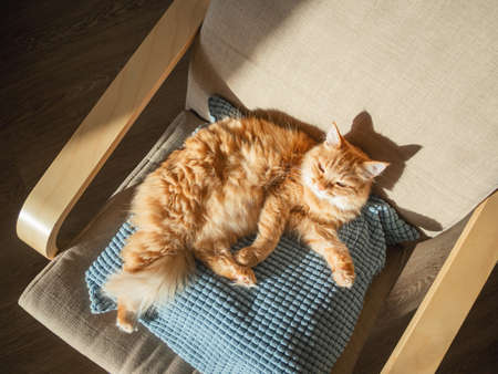 Top view on cute ginger cat lying on pillow. Fluffy pet is sleeping on chair. Cozy home lit with sun.の写真素材