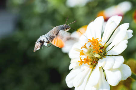 Hummingbird hawk-moth collect pollen from blooming white flower. Natural summer background.の写真素材