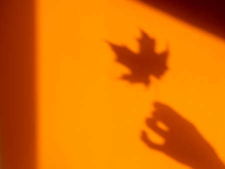 Shadows of woman hand with autumn maple leaf on bright orange wall. Hard sunlight, elegant gesture and fragile plant. Monochrome geometry with light and shadow. Minimalism. Fall season.の写真素材