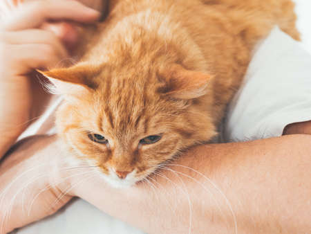 Man cuddles his cute ginger cat. Fluffy pet looks pleased and sleepy. Fuzzy domestic animal. Cat lover.の写真素材