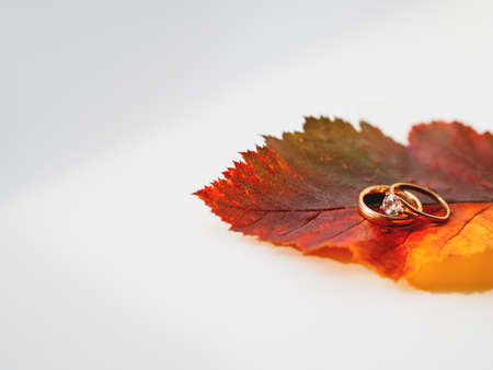 Golden wedding rings on bright and colorful autumn leaf. Monochrome geometry with light and shadow. Minimalism. Fall season.の写真素材
