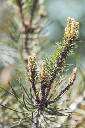 Blossoming pine tree branches. Coniferous tree is bloom. Spring season in forest. Natural background.の写真素材