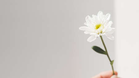 Hand with fragile chrysanthemum flower. Woman is holding blooming flower on gray background with copy space. Light and shadow.の写真素材