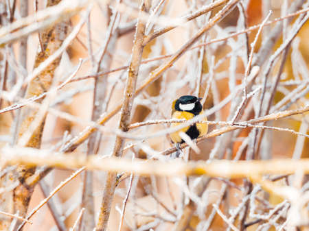Chickadee Parus sitting on frozen tree branch. Colorful bird in winter forest.の写真素材