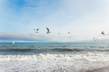Flock of seagulls on sea embankment. Flying birds upon rocky beach. Yalta, Crimea.の写真素材