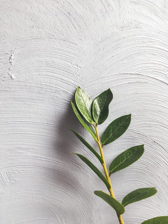 Twig of room plant with green leaves on concrete wall background. Gray wall with chaotic beton...