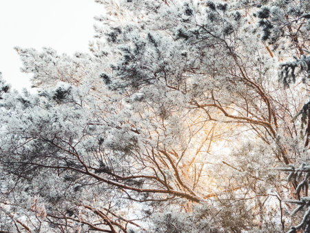 Top of pine trees after snowfall. Winter in forest. Snowy weather in wood at sunny day. Natural...