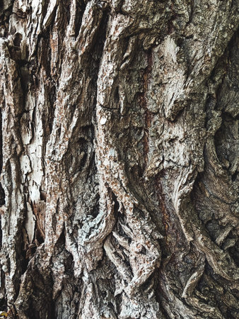 Close up texture of tree bark. Natural background of folds on tree trunk.の写真素材