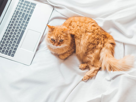 Top view on cute ginger cat lying in bed with laptop. Fluffy pet with computer. Fuzzy domestic animal works remotely like human. Cozy home.の写真素材