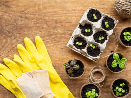 Basil seedlings in biodegradable pots. Top view on yellow rubber gloves with seeds in paper bags. Green plants in peat pots. Wooden table with copy space.の写真素材