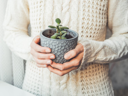 Woman in cable-knit sweater holding Crassula succulent. Indoors plant in gray flower pot. Peaceful botanical hobby. Gardening at home.の写真素材