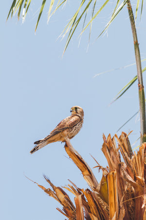 Falcon sits on palm tree on clear blue background. Big bird staring in camera. Sunny day in...