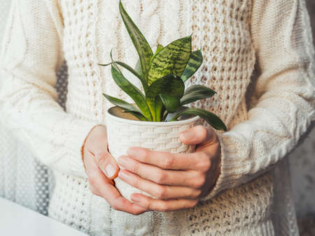 Woman in cable-knit sweater holding Sansevieria. Indoors plant in white flower pot. Peaceful botanical hobby. Gardening at home.の写真素材