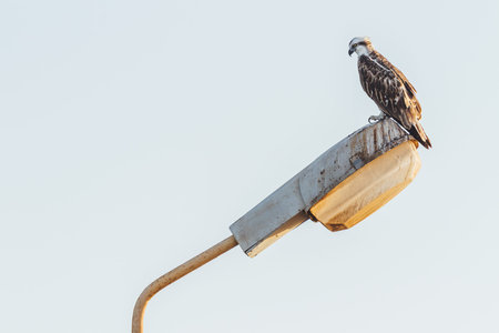 Falcon sits on street lantern on clear blue background. Big bird staring in camera. Sunny day in Hurghada, Egypt.の写真素材