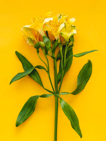 Top view on fresh yellow alstroemeria flower on bright yellow background. Spring flower in bloom....