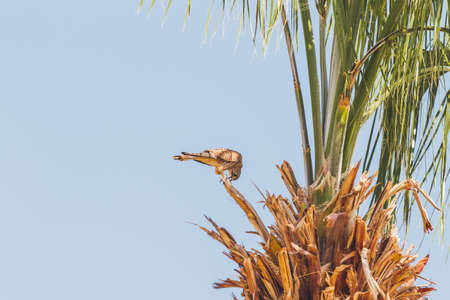 Falcon sits on palm tree on clear blue background. Big bird staring in camera. Sunny day in Hurghada, Egypt.の写真素材