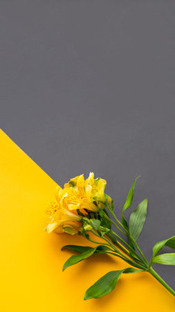 Yellow alstroemeria flower on yellow and gray diagonal background. Top view on blossoming plant on colorful backdrop with copy space.の写真素材