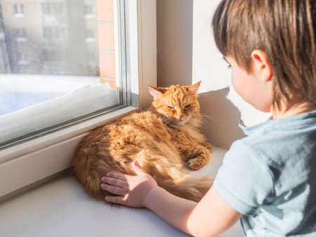Toddler strokes sleepy ginger cat. Little boy touches cute fluffy pet. Kid and domestic animal on windowsill. Winter season at cozy home.の写真素材
