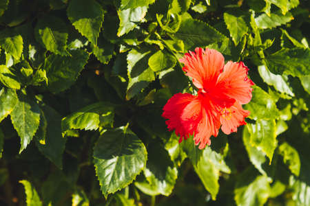 Blooming Hibiscus. Bright red flower with green leaves. Tropical plant in warm climate.の写真素材