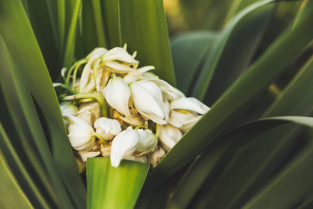 Blooming yucca. White flowers inside green foliage. Green leaves of tropical tree.