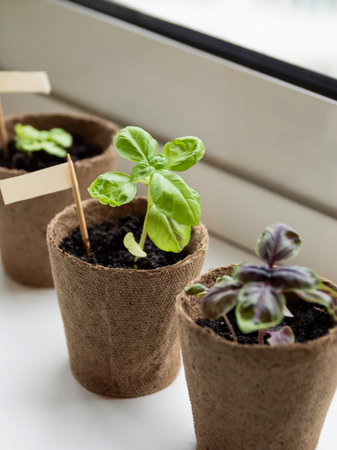 Basil seedlings in biodegradable pots on window sill. Green plants in peat pots. Baby plants sowing...