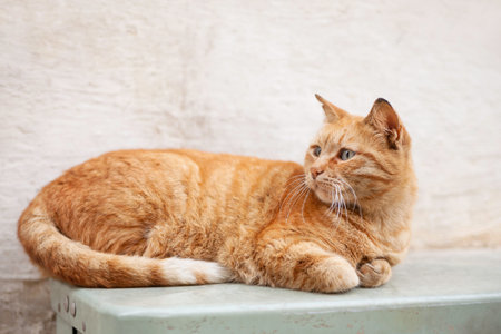Portrait of stray ginger cat. Cute and shabby homeless animal. Fluffy mammal on beige wall...