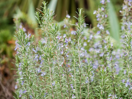 Salvia rosmarinus, commonly known as rosemary. Blooming shrub with fragrant, evergreen, needle-like leaves and purple flowers. Sochi, Russia.の写真素材
