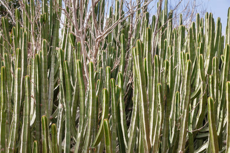 Large cluster of tall prickly cacti. Growing exotic plants in gardens and parks. Green cactuses with...