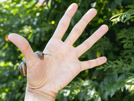 Woman hand with live snail on green foliage background. Shelled gastropod crawls on human palm. Symbol of nature exploration, unity of people and nature.の写真素材