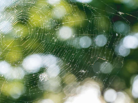 Big fragile spider web at summer sunset. Defocused green leaves as background. Sun shines through fresh tree foliage.の写真素材