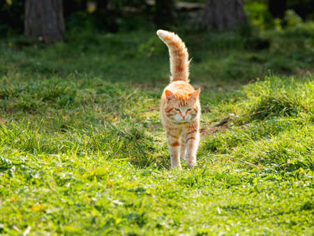 Cute ginger cat walks through grass in park. Free range cat watches its grounds at summer.の写真素材